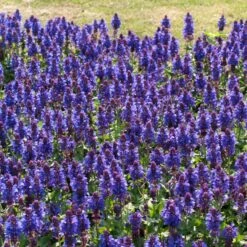 Salvia 'Blue Marvel' 7 Salvia 'Blue Marvel' -Bloom And Harvest PB0276 3