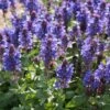 Salvia 'Fashionista Midnight Model' -Bloom And Harvest PB0279 1