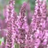 Salvia 'Fashionista Pretty In Pink' -Bloom And Harvest PB0280 1