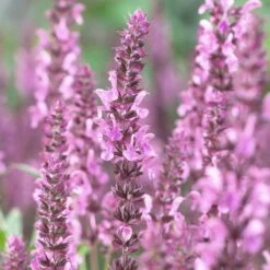 Salvia 'Fashionista Pretty In Pink'