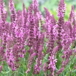 Salvia 'Fashionista Pretty In Pink' 7 Salvia 'Fashionista Pretty In Pink' -Bloom And Harvest PB0280 3