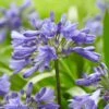 Agapanthus 'Ever Sapphire' -Bloom And Harvest PB0322 1 92fc3153 cb95 4d29 ba7f e8fc14415999