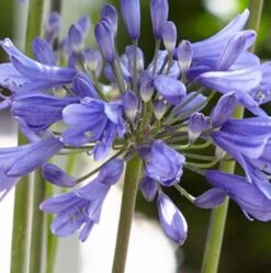 Agapanthus 'Ever Sapphire' -Bloom And Harvest PB0322 2