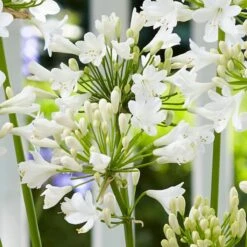 Agapanthus 'Ever White' -Bloom And Harvest PB0323 1