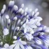 Agapanthus 'Fireworks' | 7.5L -Bloom And Harvest PB0324 1 ae5f5c4f 0032 4a6e b361 cd8d091d85a9