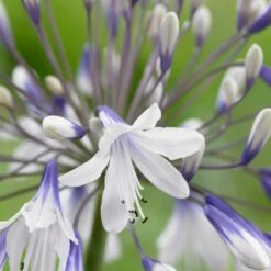 Agapanthus 'Fireworks' -Bloom And Harvest PB0324 2