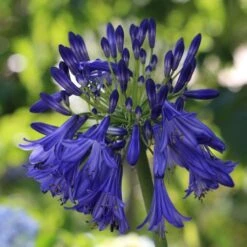 Agapanthus 'Royal Velvet' 9 Agapanthus 'Royal Velvet' -Bloom And Harvest PB0326 2