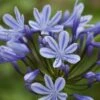 Agapanthus 'Sweet Surprise' -Bloom And Harvest PB0327 1