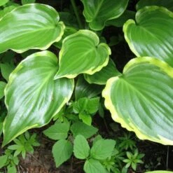 Hosta 'Sugar & Spice' -Bloom And Harvest PB0357 3