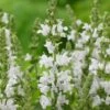 Salvia 'Lyrical White' -Bloom And Harvest PB0372 1