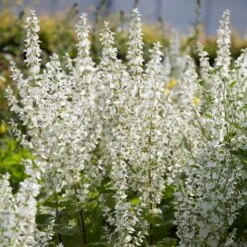 Salvia 'Lyrical White' -Bloom And Harvest PB0372 3