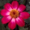 Dahlia 'Dahlegria Magenta Bicolour' -Bloom And Harvest PB0386 1