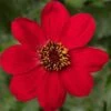 Dahlia 'Dahlegria Red' -Bloom And Harvest PB0389 1