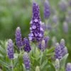 Lavender 'Blue Spear' -Bloom And Harvest PB0404 1