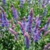 Salvia 'Blue Hill' -Bloom And Harvest PB0413 1