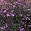 Verbena 'Bampton' -Bloom And Harvest PB0418 1
