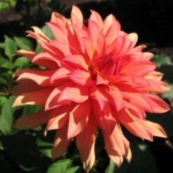 Dahlia 'Autumn Fairy' -Bloom And Harvest PB0421 2