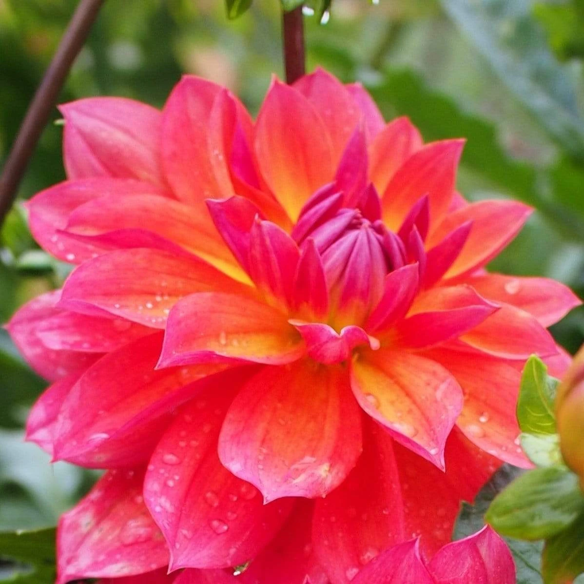 Dahlia 'Firepot' 3 Dahlia 'Firepot'