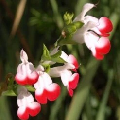 Salvia 'Hot Lips' -Bloom And Harvest PB0432 3