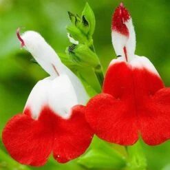 Salvia 'Hot Lips' -Bloom And Harvest PB0432 4