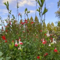 Salvia 'Hot Lips' -Bloom And Harvest PB0432 5
