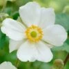 Anemone 'Elfin Swan' -Bloom And Harvest PB0449 1