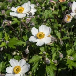 Anemone 'Elfin Swan' -Bloom And Harvest PB0449 3