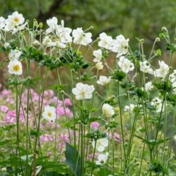 Anemone 'Elfin Swan' -Bloom And Harvest PB0449 4