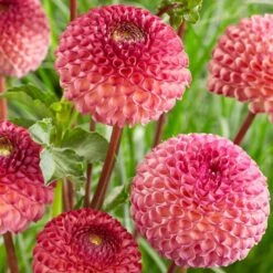 Dahlia 'Burlesca' 9 Dahlia 'Burlesca' -Bloom And Harvest PB0487 2