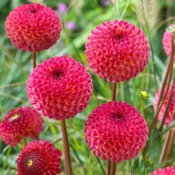 Dahlia 'Burlesca' 8 Dahlia 'Burlesca' -Bloom And Harvest PB0487 3
