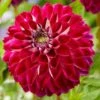 Dahlia 'Embassy' -Bloom And Harvest PB0490 1