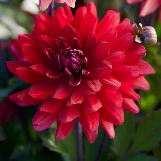 Dahlia 'Karma Amora' 3 Dahlia 'Karma Amora'