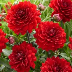 Dahlia 'Karma Amora' 7 Dahlia 'Karma Amora' -Bloom And Harvest PB0491 3