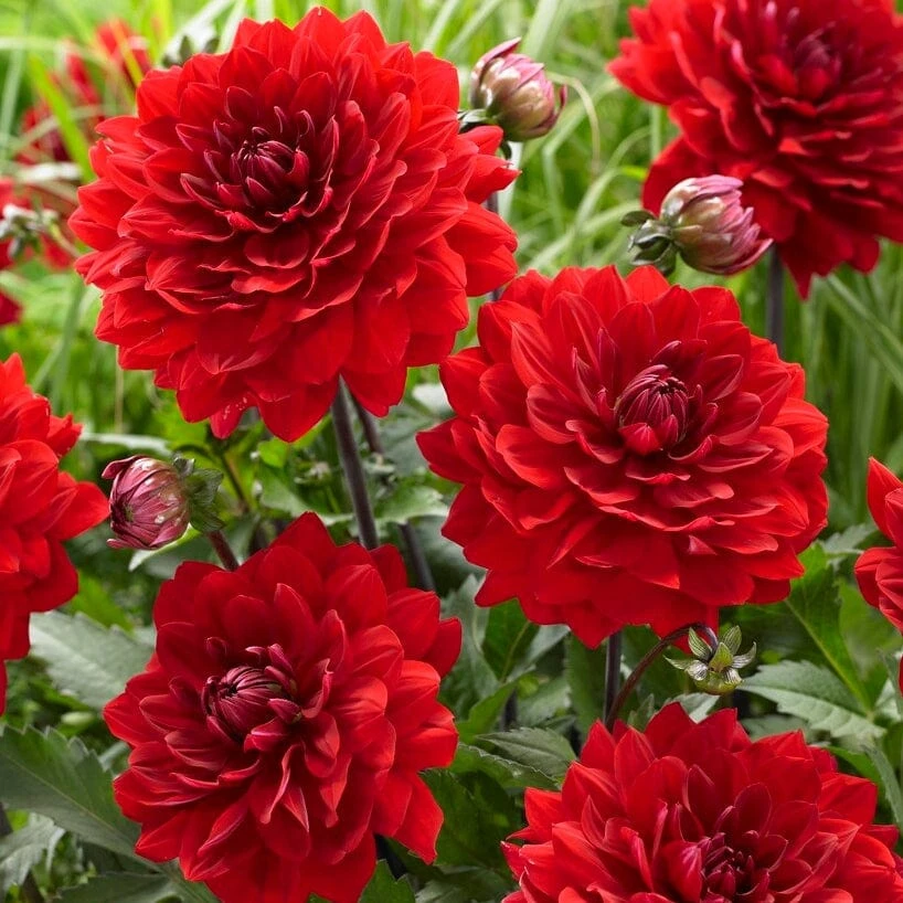 Dahlia 'Karma Amora' 5 Dahlia 'Karma Amora' - Image 3