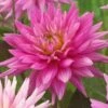 Dahlia 'Karma Pink Corona' -Bloom And Harvest PB0493 1
