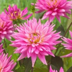 Dahlia 'Karma Pink Corona' -Bloom And Harvest PB0493 3