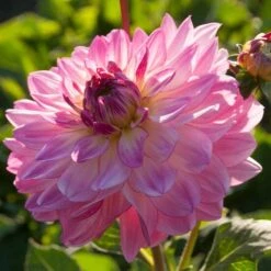 Dahlia 'Sincerity Rose Bicolour'