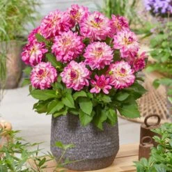 Dahlia 'Sincerity Rose Bicolour' -Bloom And Harvest PB0498 2