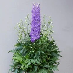 Delphinium 'Delgenius Breezin' -Bloom And Harvest PB0506 2