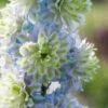 Delphinium 'Highlander Crystal Delight' -Bloom And Harvest PB0512 1