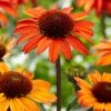 Echinacea 'SunSeekers Orange' -Bloom And Harvest PB0538 1 a0fb1dec 6e8c 4ba1 9da3 b683e98d4552
