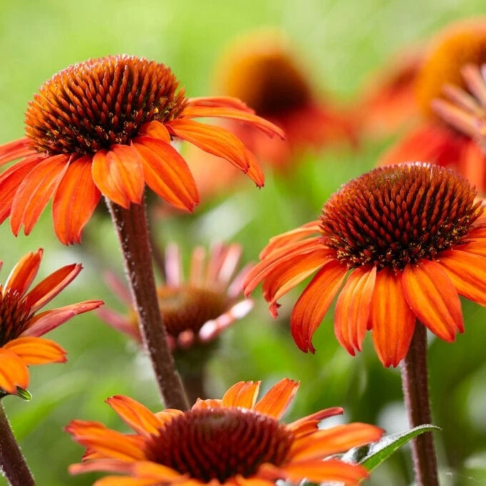 Echinacea 'SunSeekers Orange' 4 Echinacea 'SunSeekers Orange' - Image 2