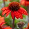 Echinacea 'SunSeekers Red' -Bloom And Harvest PB0540 1 f6eea52b 67d0 408c 88c4 715a6080f038