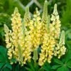 Lupin Legendary Yellow Shades -Bloom And Harvest PB0606 1 5b73d137 b3dc 4d92 a36c a6d9a03ce672