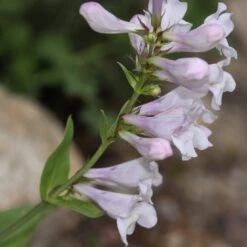 Penstemon 'Pensham Wedding Day' -Bloom And Harvest PB0615 2