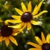 Rudbeckia 'Little Gold Star' -Bloom And Harvest PB0630 3 98b412d0 60b3 4875 82ec e585493efb55