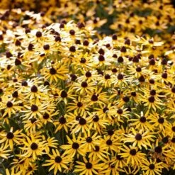 Rudbeckia 'Little Gold Star' -Bloom And Harvest PB0630 5 cce8724b 55eb 4373 976b 6c7d434870a4