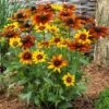 Rudbeckia 'Summerina Orange' -Bloom And Harvest PB0631 1 edf7422d f3aa 4592 b994 46567dd47af2