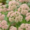 Sedum 'Autumn Joy' -Bloom And Harvest PB0642 1 513ddb6a 6841 4694 a22e da77e329ea6a