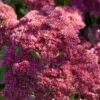 Sedum 'Rose Carpet' -Bloom And Harvest PB0645 1